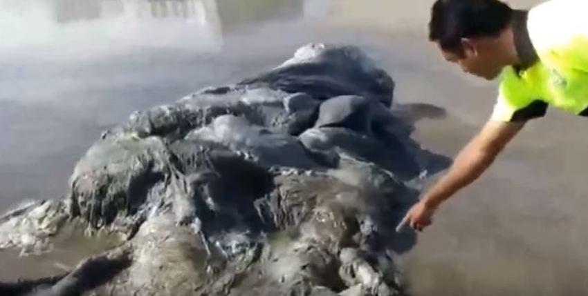 [VIDEO] El extraño monstruo marino que varó en las playas de Acapulco