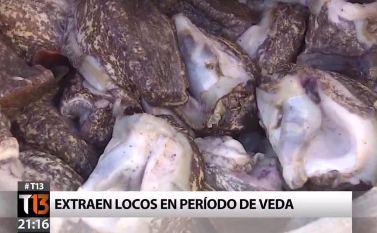 [VIDEO] Descubren extracción ilegal de locos en Pichicuy
