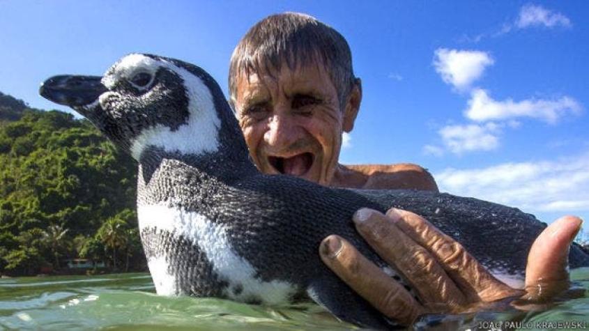 La verdadera historia de DinDim, el pingüino que fue salvado por un albañil en una playa de Brasil