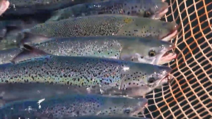 Autoridades dan 24 horas para que empresas salmoneras entreguen plan de limpieza de peces muertos