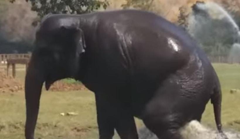 [VIDEO] El "refrescante" momento que protagonizó este elefante en Tailandia