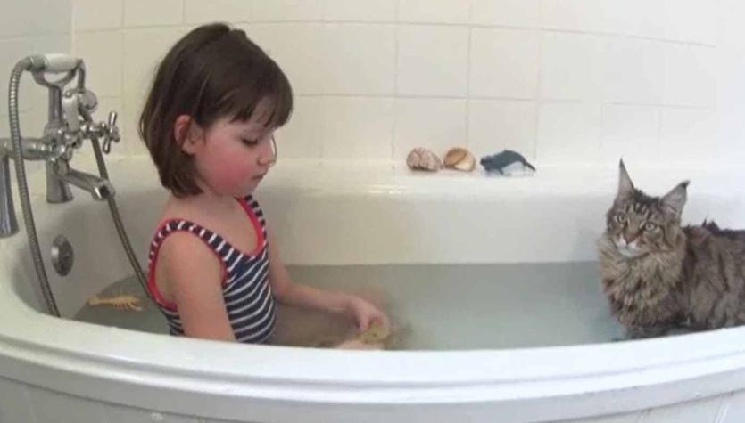 [VIDEO] Cómo una gata le cambió la vida a una niña con autismo