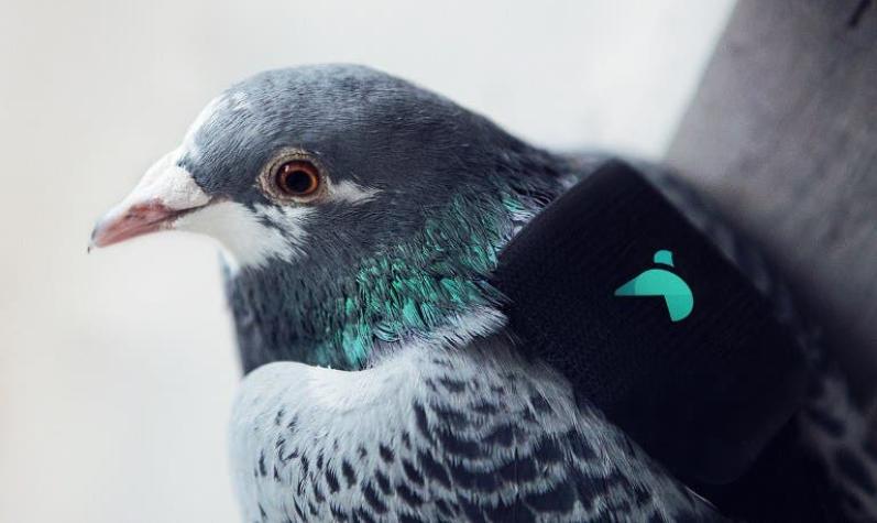 Pigeon Air Patrol: Una patrulla de palomas mide la contaminación en Londres