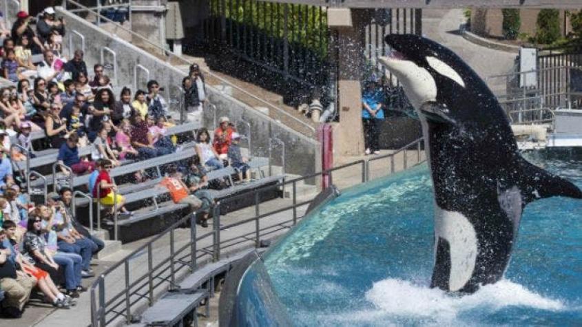 Sea World termina con su polémico programa de cría de orcas