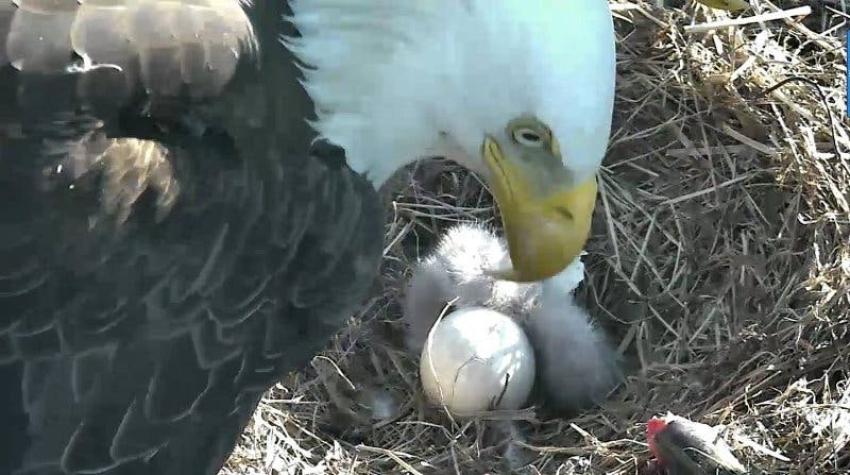 Nace una de las dos águilas americanas tras meses de seguimiento