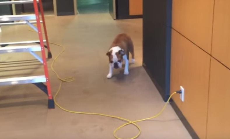 [VIDEO] El pequeño Bulldog que prefiere caminar hacia atrás por miedo a los objetos