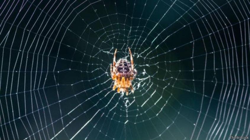 Cómo saben las arañas qué presa cayó en su telaraña