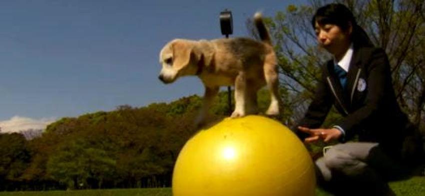 [VIDEO] Purin "el súper Beagle", obtiene su segundo récord mundial