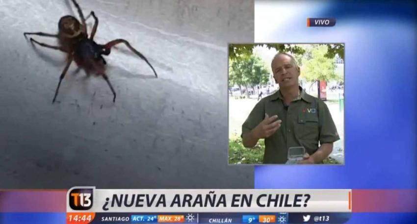 [VIDEO] ¿Hay una nueva araña venenosa en Chile?