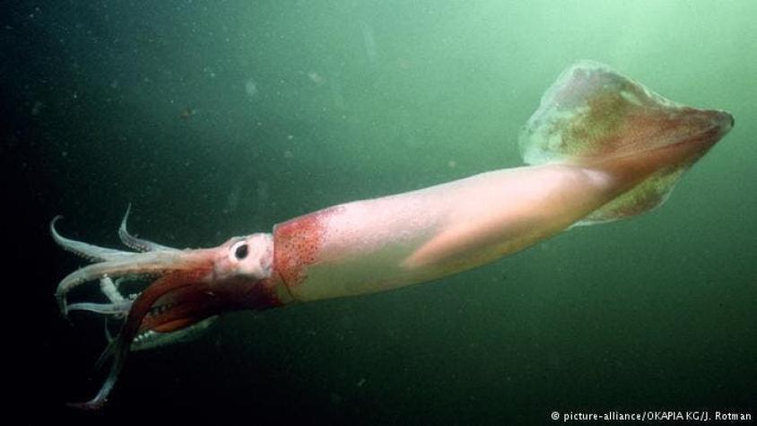 El calamar Illex argentino en el punto de mira de la pesca ilegal