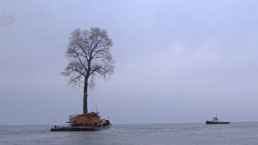 El "árbol que nada" en el Mar Negro que se volvió viral en redes sociales
