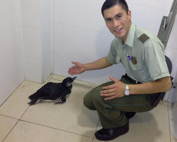 Carabineros de Chanco rescata a pingüino que tenía una pata lastimada