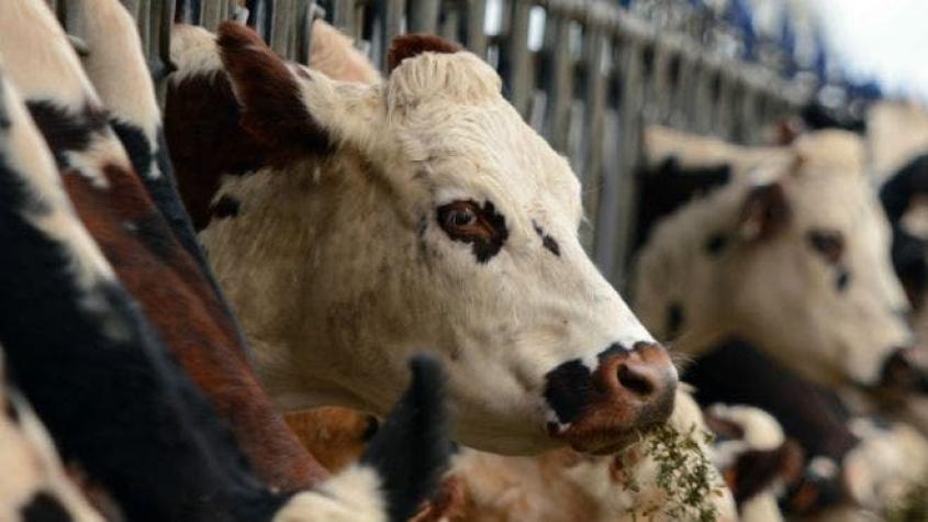 Cómo la lechería más grande de Arabia Saudita salvó sus vacas gracias a California
