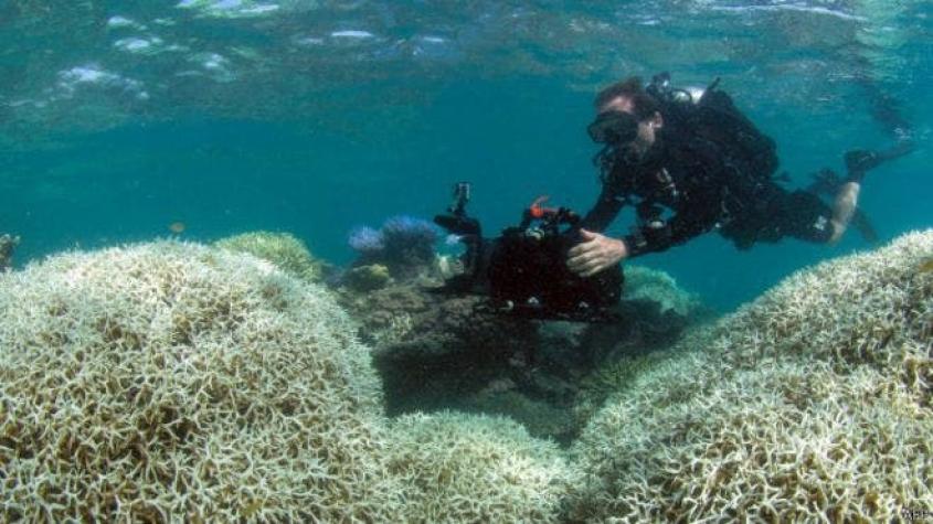 ¿Qué está matando a la barrera de coral más grande del mundo?