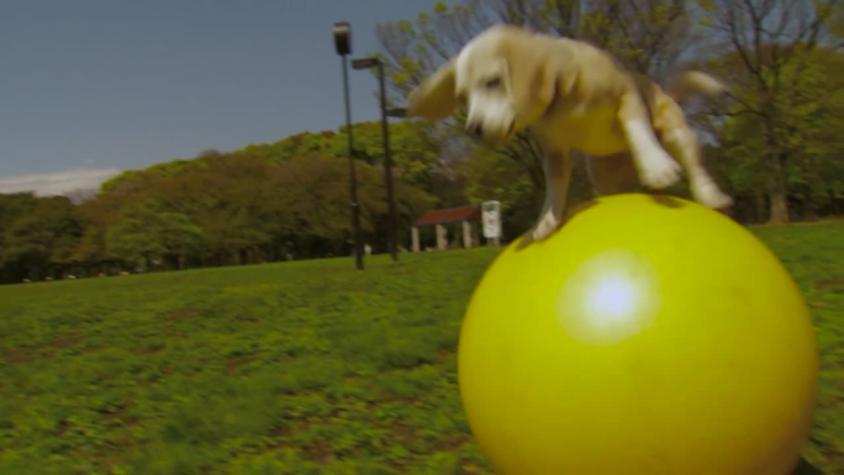 [VIDEO] Purin consigue un récord como el perro más rápido sobre una pelota