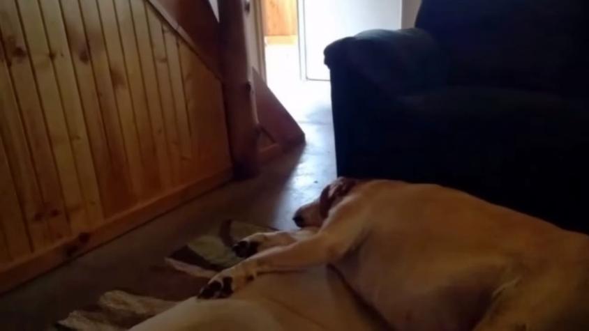 [VIDEO] El singular ronquido de este Labrador que hace reír a internet