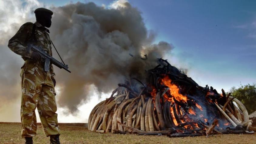 Kenia destruye la mayor cantidad de marfil de la historia