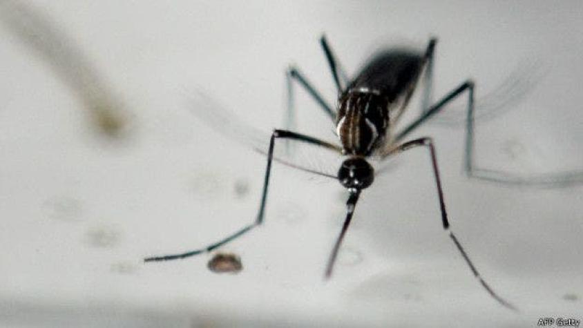 [VIDEO] Decretan alerta sanitaria en Arica por presencia de mosquito del Zika