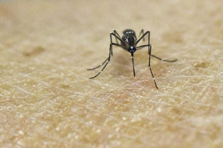 Seremi de Gobierno de Arica y mosquito que transmite Zika: "No se ha contagiado la enfermedad"
