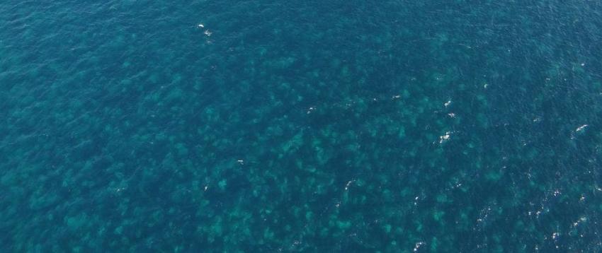 Armada detecta miles de medusas en una mancha de 16 kilómetros de extensión