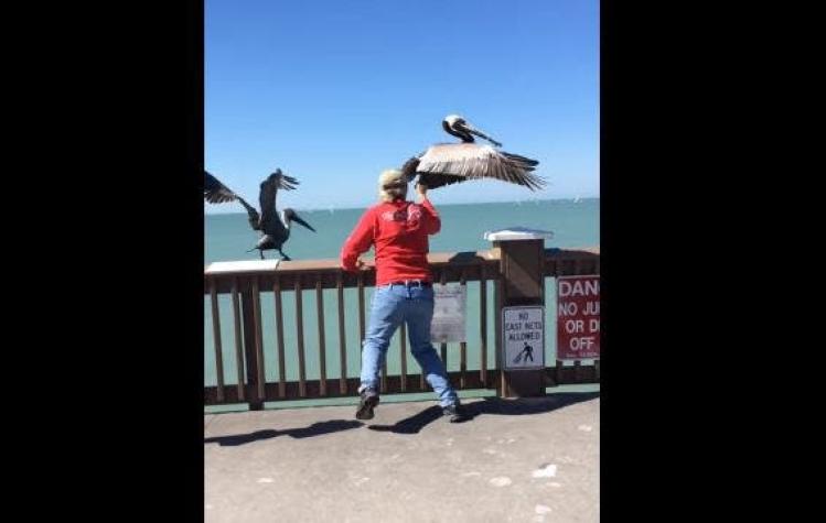 [VIDEO] Hombre atrapa un pelicano con sus propias manos para salvarle la vida
