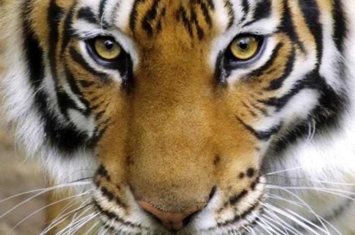 Por qué el número de tigres aumentó por primera vez en 100 años