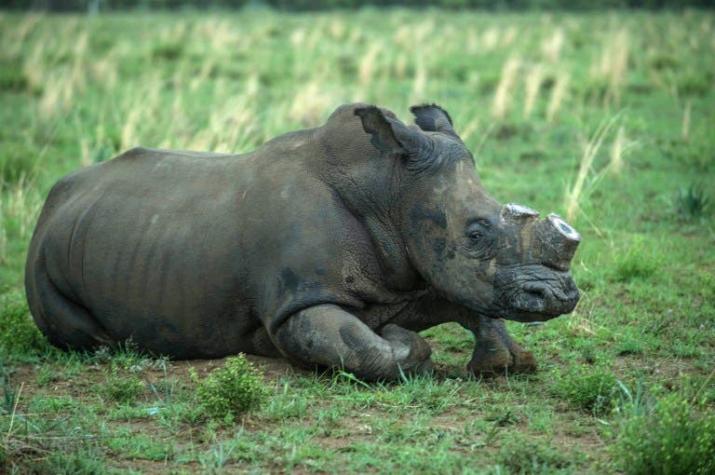 Rinoceronte estrella de TV en Zimbabue muere víctima de la caza furtiva