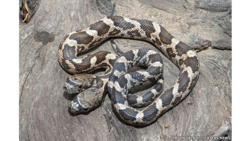 La impresionante serpiente de dos cabezas que fue encontrada en EE.UU.