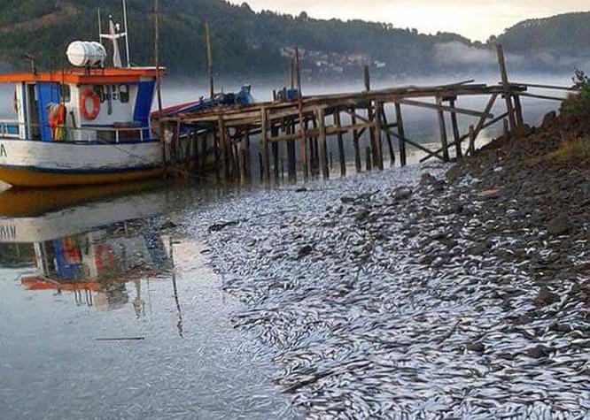 [VIDEO] Varazón masiva de sardinas preocupa a habitantes de Queule