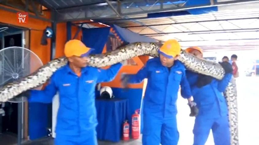 [VIDEO] Capturan en Malasia a una serpiente de 250 kilos