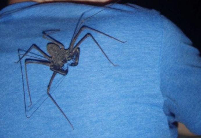 La araña que es tan aterradora que tiene su propio "relacionador público"