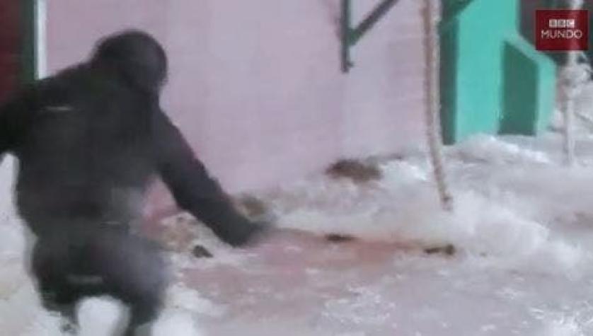 [VIDEO] El adorable bebé gorila que baila y hace piruetas en su jaula