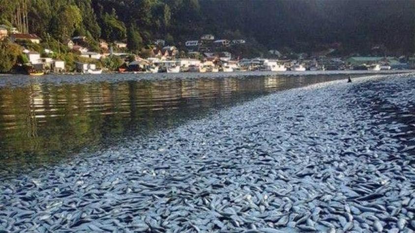 El misterio de las toneladas de sardinas muertas que aparecieron en Queule