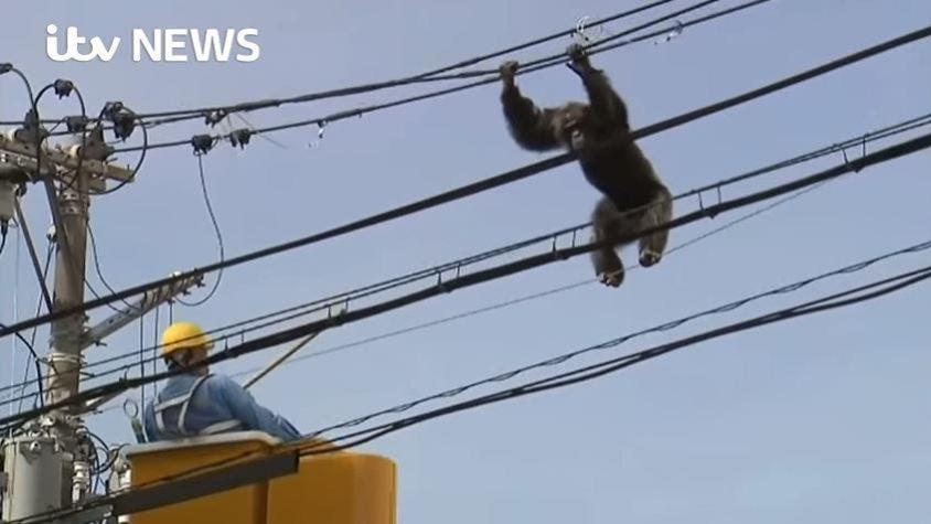 [VIDEO] Capturan en Japón a chimpancé que escapaba por el tendido eléctrico