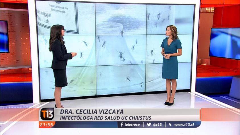 [VIDEO] Cuáles son los peligros del mosquito del virus Zika en Chile