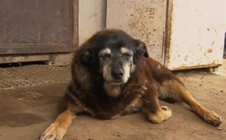 Muere el perro más viejo del mundo: Tenía 30 años
