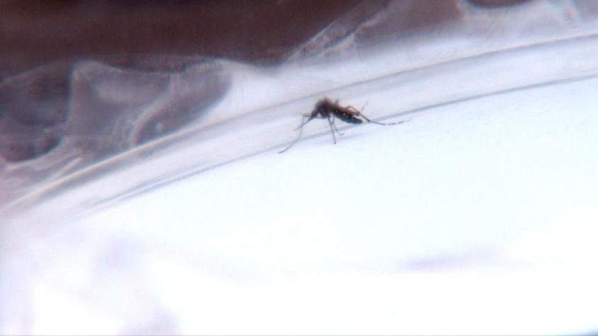 Virus Zika: Preocupación entre vecinos por aparición de tercer mosquito en Arica