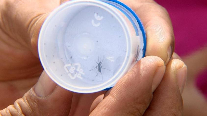 Zika en Arica: Mujeres embarazadas en alerta por presencia de nuevos mosquitos