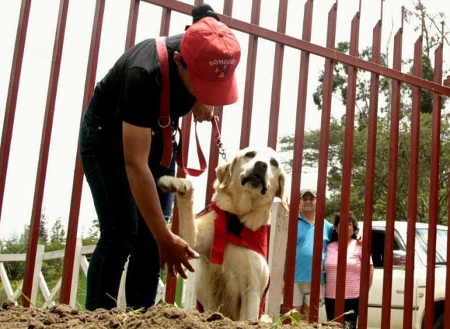 Ecuador despide a Dayko, el perro héroe que murió tras salvar la vida de 7 personas