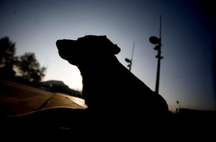 Inédita condena en Argentina a dueño de perro pitbull que mató a un niño