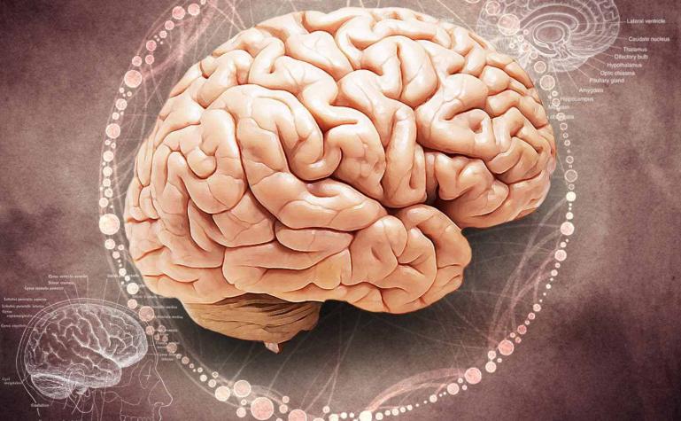 Científicos descubrieron mecanismo que frenaría los síntomas del alzheimer y el parkinson