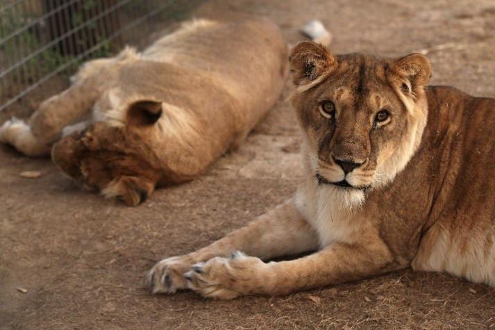 Trasladarán 33 leones de circos de Sudamérica a santuario en Sudáfrica