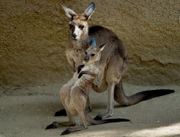 Un canguro rompe los implantes mamarios de una australiana