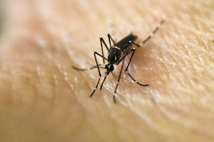 Seremi encuentra larvas del mosquito transmisor del Zika en poblado de Camarones