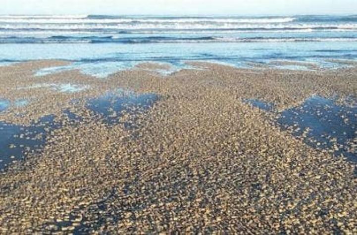Marea Roja: Expertos advierten que microalga aumenta en intensidad y extensión