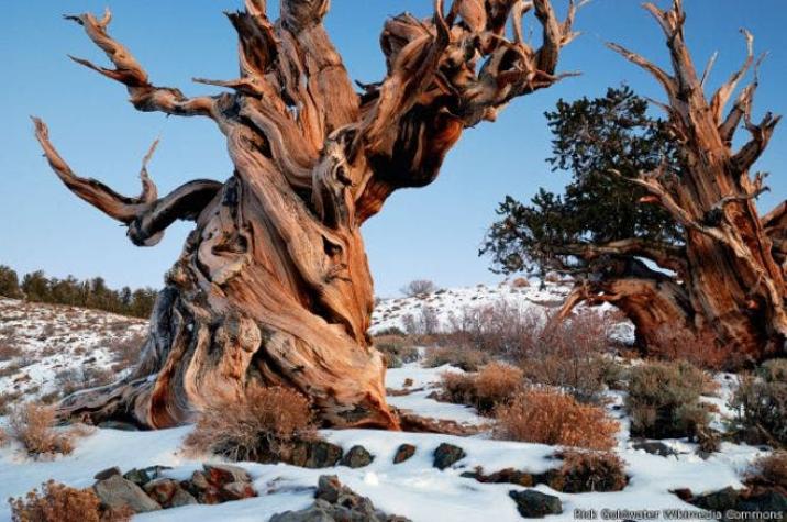 Por qué nunca vas a poder conocer el árbol más viejo del mundo