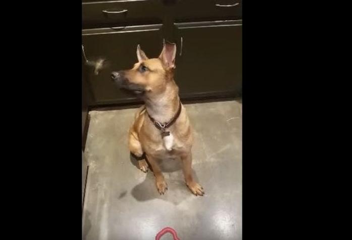 [VIDEO] La divertida amistad entre un perro y un colibrí