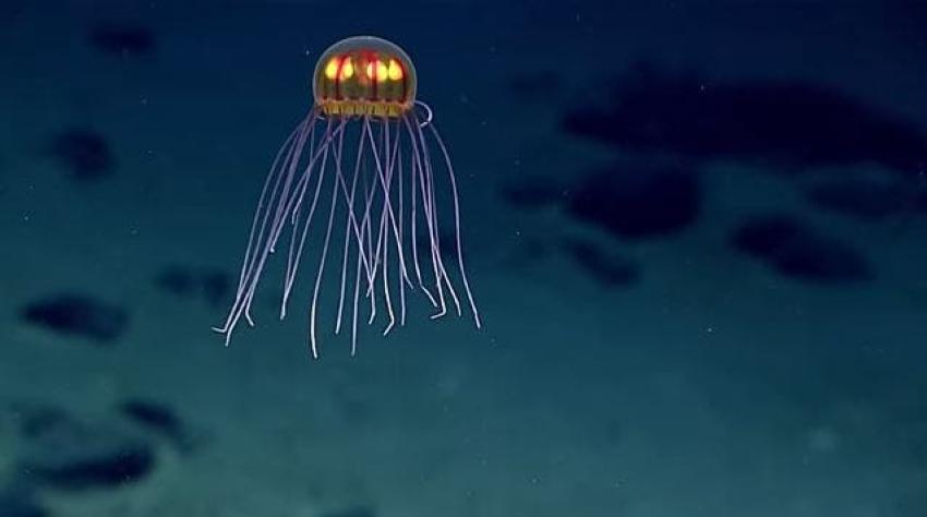 [VIDEO] Captan a una medusa "alienígena" en el lugar más profundo del planeta