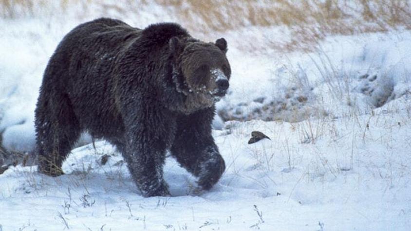Scarface, el oso más famoso del parque Yellowstone al que mataron a tiros