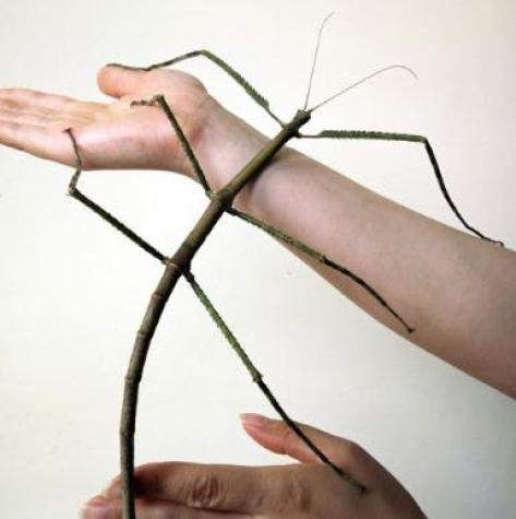 Descubren en China al insecto más grande del mundo